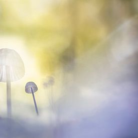 forêt enchantée sur Menno Janzen