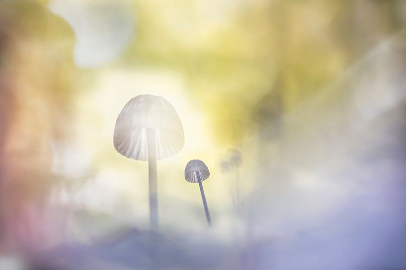 enchanted forest by Menno Janzen