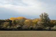 Brilliant fall colors along at the edge of a fores van wunderbare Erde thumbnail