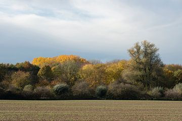 Brilliant fall colors along at the edge of a fores by wunderbare Erde