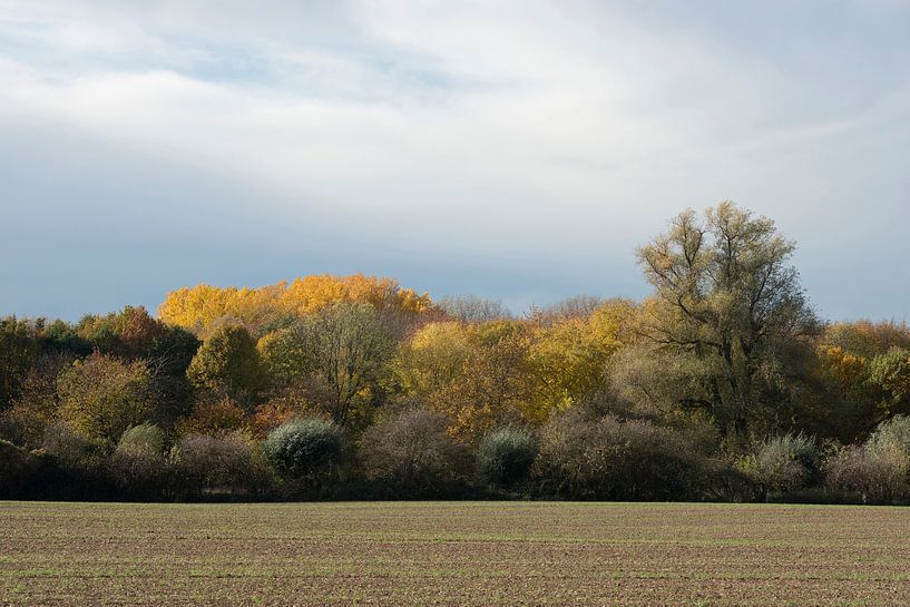 Farben im Herbst, bunt gefärbter Waldrand im schönsten Licht van wunderbare Erde