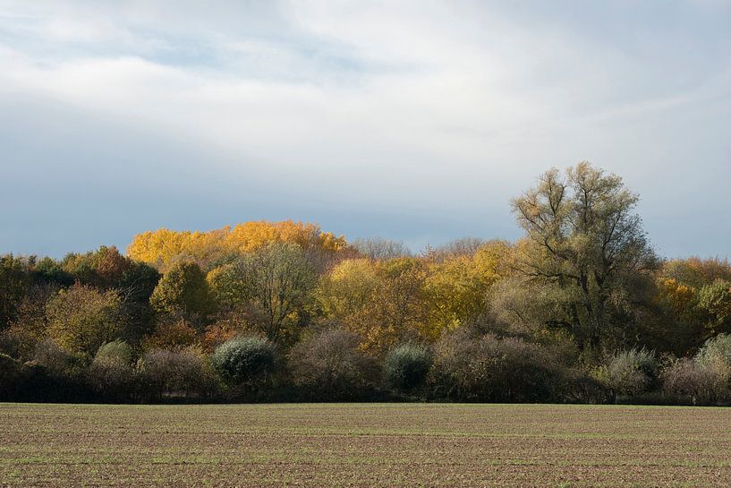 Brilliant fall colors along at the edge of a fores van wunderbare Erde