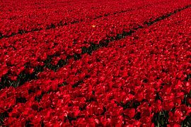 Rode Tulpen von Erika Gallegos