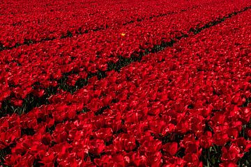 Rode Tulpen van Erika Gallegos