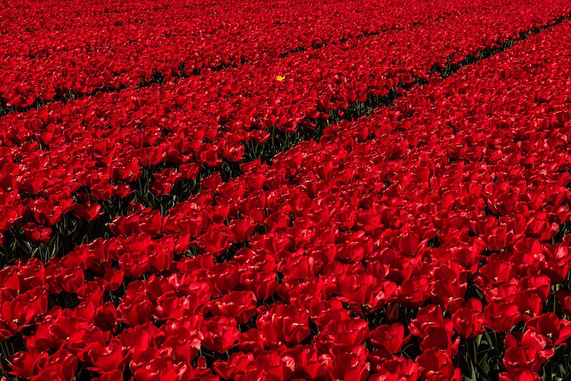 Rode Tulpen von Erika Gallegos