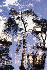Double image tree no.2 by Marjan van Herpen