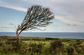 Buigende boom in Ierland