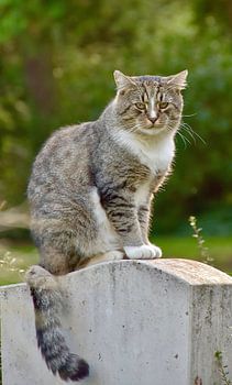 A cat on a weathered gravestone in the countryside