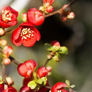 Rote Frühlingsrosen