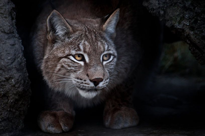 Luchs ist eine große Katze, die auf dem Boden sitzt und ironischerweise irgendwo hinschaut. in Nahau von Michael Semenov