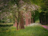 Forest in Spring Clothes