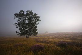 Verlassen (Abandoned) von Jeroen Lagerwerf