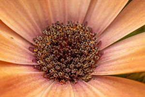 Florale Fotografie