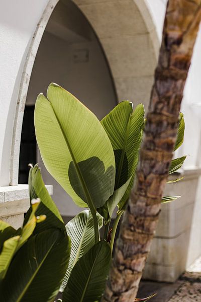 Plants van Daphne de Vries