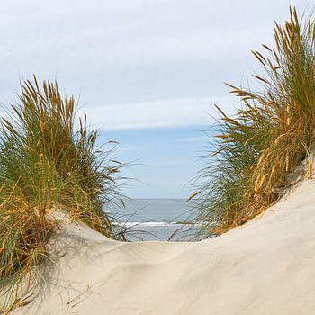 Tallgrass in Danish dunes
