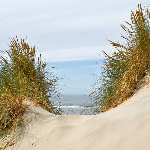 Des herbes hautes dans les dunes danoises sur Gerard Oonk