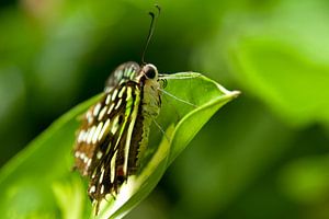Vlinder von Miranda van Hulst