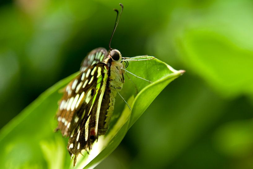 Vlinder par Miranda van Hulst