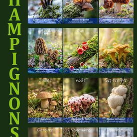 Champignons von Max Steinwald