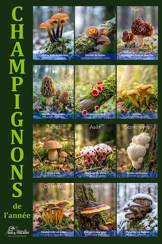 Mushrooms of the Year (FR) by Max Steinwald