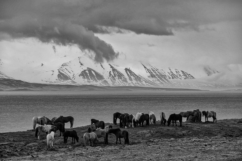IJslandse Paarden van Ruud van der Lubben