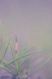 Gras von Robert Wiggers