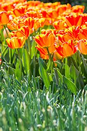 Flowerbed with orange tulips by ManfredFotos