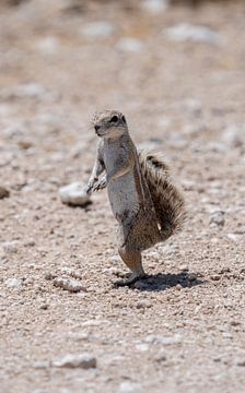 Namibisches Erdhörnchen schaut sich um – Stockfoto von Patrick Groß