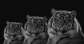 Triplés de tigres aux yeux colorés. En noir et blanc