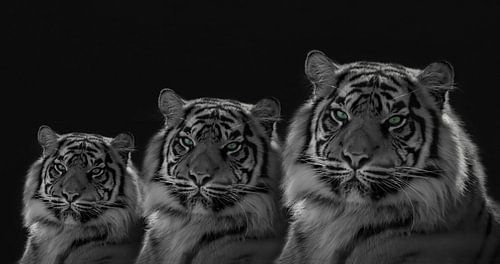 Tijger drieling met ingekleurde ogen. In zwart wit