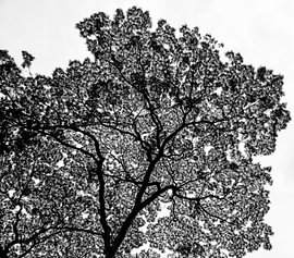 Tree art by Bianca Keijzer