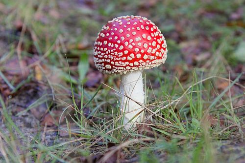 Schöner Fliegenpilz im Wald von Drents. von Harmjan de Vries