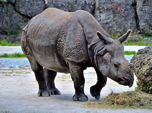 Neushoorn in Miami Zoo