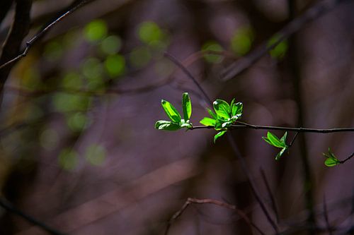 Eerste tekenen van de lente