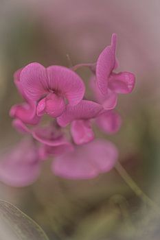 Fleur