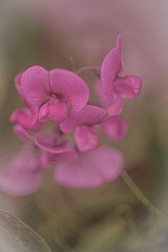 Bloem van Ron Kleinjans