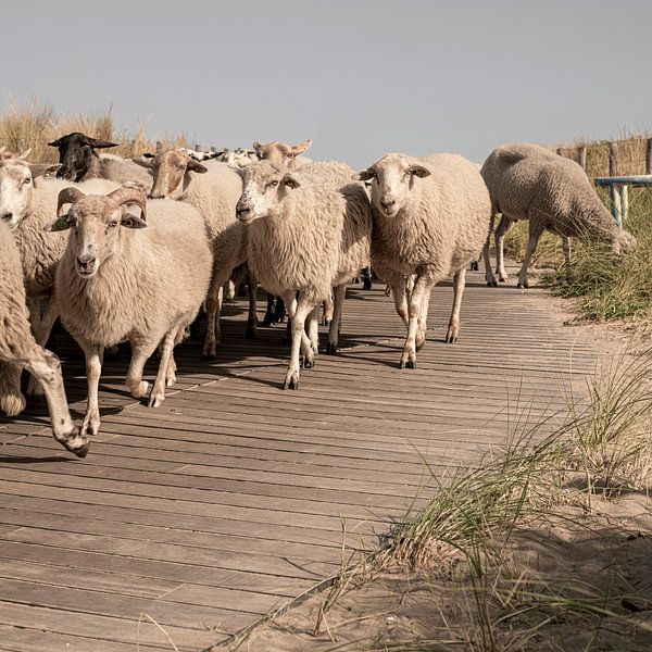 Sheep herding in the dunes. Katwijk aan Zee. 1 by Alie Ekkelenkamp