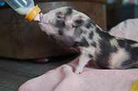 geschecktes Minischweinchen in Handaufzucht bei der Fütterung von Babetts Bildergalerie Miniaturansicht