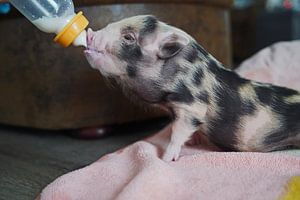 geschecktes Minischweinchen in Handaufzucht bei der Fütterung
