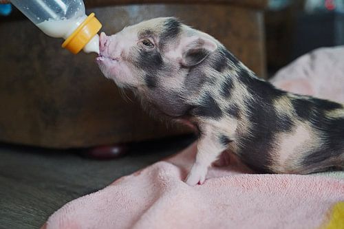 Bonte miniatuur handopfok biggetjes tijdens voedertijd