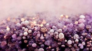 Purple Pepples