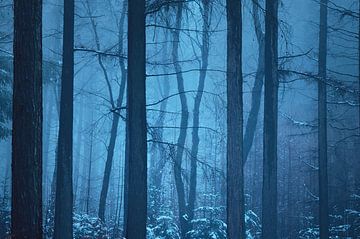 Winters blauw van LANETfotografie