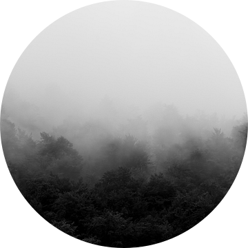 Verloren in de Nevel Mystieke Boslandschappen