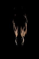 Blackfoto hoofd paard