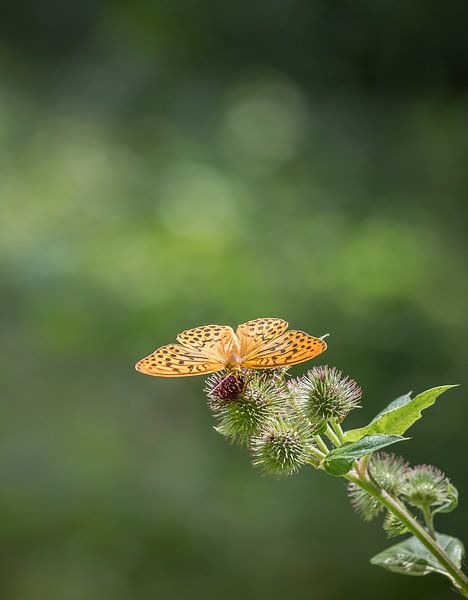 Butterfly flower by Gerhard Eisele