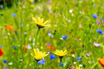 kleurrijk zomers bloemenlandschap van Mel van Schayk