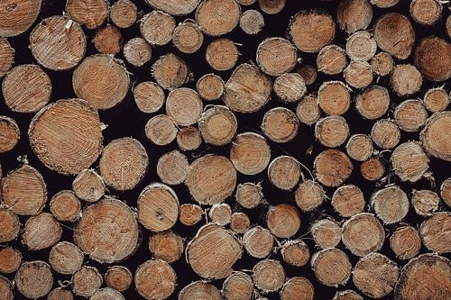 Stack of piled up tree trunks