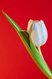 Blooming white tulip against red background by Heiko Kueverling