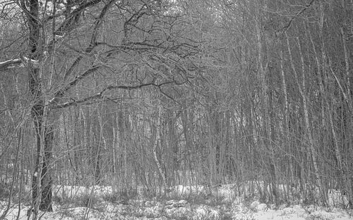 Schwarz-Weiß-Foto des Waldes im Winter