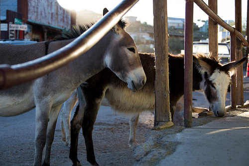 Ezels in Oatman Ghosttown